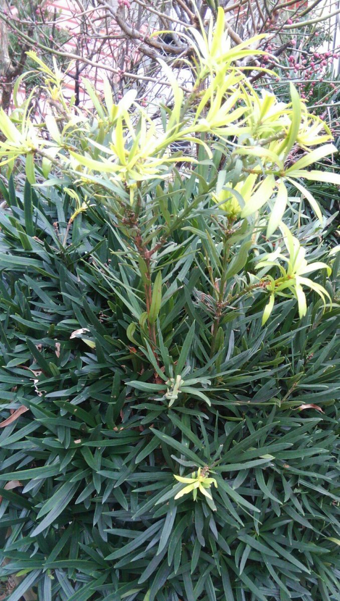 まきの木 マキの木 - Search / X