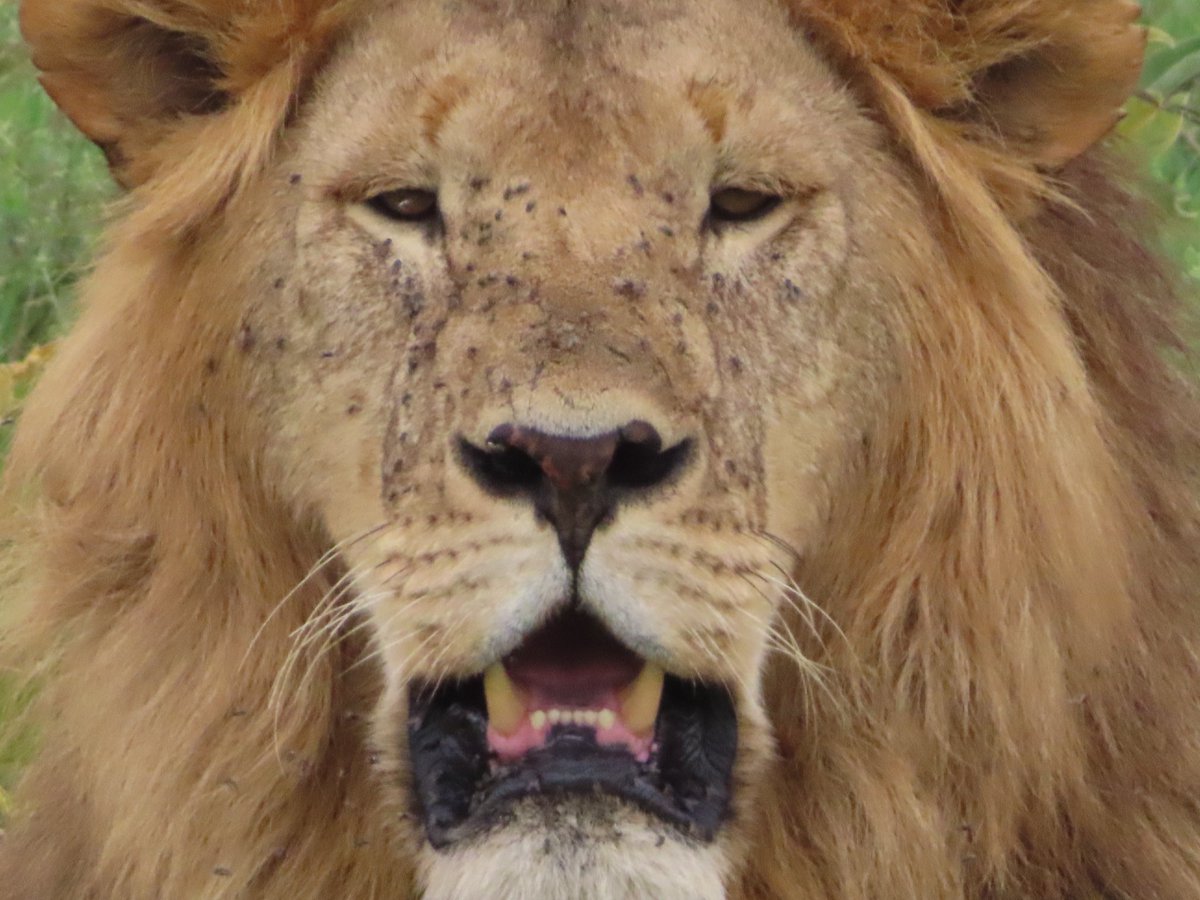 7th/final full day on safari, an embarrassment of animal riches! 3 male brothers, one younger than the other 2. The darker the mane, the more testosterone/stronger genes, the more appealing to females. <a href="/MBilanchone/">Mischa Bilanchone she/her</a> <a href="/RondaCook1/">Ronda Cook</a> @mrpaparella <a href="/mikewardian/">michael wardian</a> @KWBGillen #kwbpride