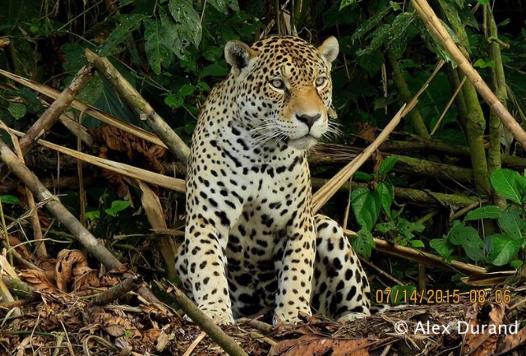 We offer a range of short tours (4, 5 or 7 days) to the Manu Biosphere Reserve, a spectacular part of the Peruvian Amazon. Spending just a few days in this remote rainforest is a wildlife and nature experience not to be missed whilst visiting Peru! bit.ly/18CW0xZ