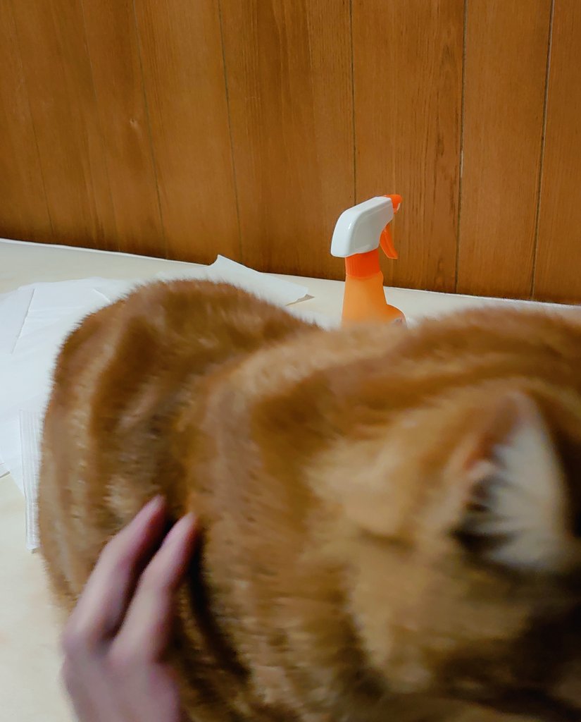 猫粗相