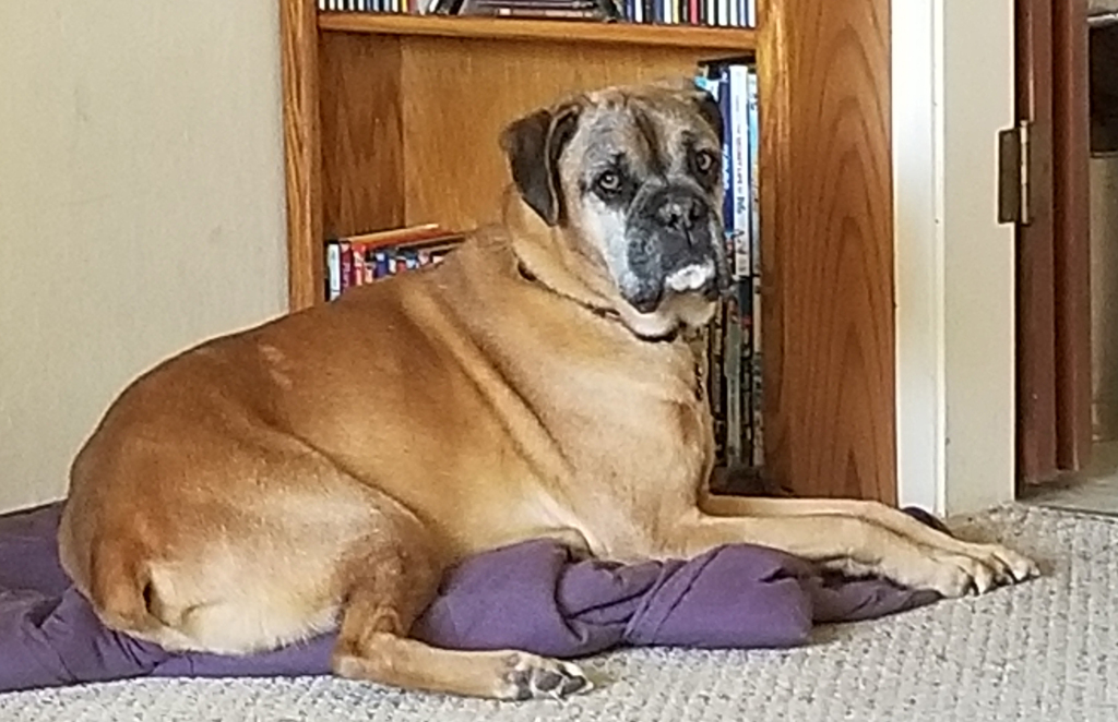 svansickle's tweet photo. Saying Goodbye to Our Old Boxer Jimbo, and His Life Well-Lived https://t.co/CDFaSIHQl9 https://t.co/Nq30wMqAtH