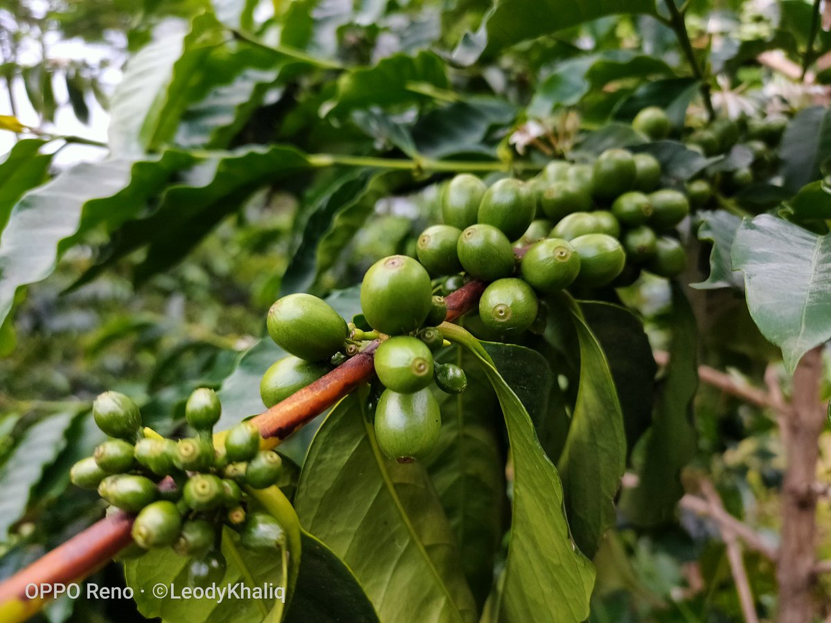 LeodyKhaliq's tweet photo. #SetorFoto
#opporeno
#oppo
#oppocamera
#oppocameraphone
#noedit
#nofilter
#autofocus https://t.co/ng863SqiCs