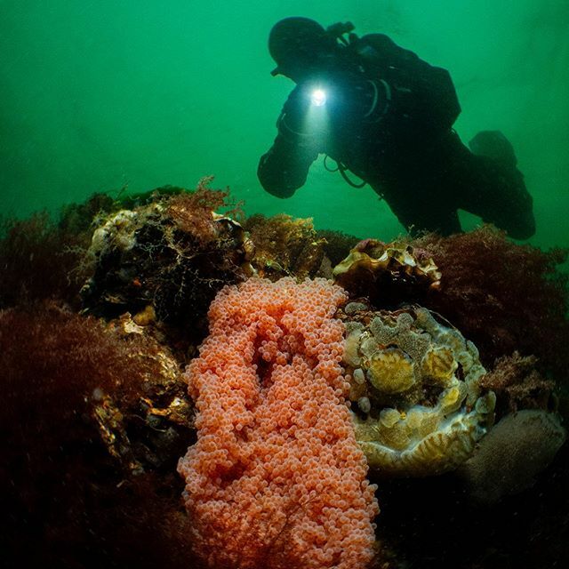 RaymondWennekes's tweet photo. Today it’s cold an grey in The Netherlands, but underwater.........aaaaah who am I kidding. It’s also cold underwater!! Brrr... 😖
#seaandsea #seaandseaimaging #ysd2 #lightandmotion #hugyfot #underwaterphotography #uwphotography #photography #uwphoto… https://t.co/J2MEm7QeG8 https://t.co/1hxqivJiOU
