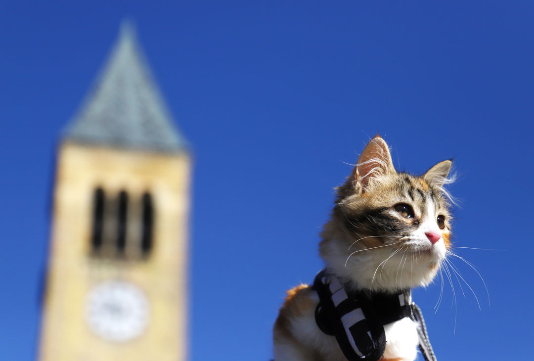 cornellvet tweet picture