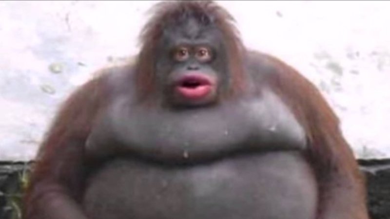 VolatileGal's tweet photo. Having @ScottMorrisonMP as MP is like having a fucking orangutan run Australia
#ScoMoResign
"Uh oh... #bushfires
#ClimateChangeHoax
#coalisgood aahhhahaha uh oh... I think I made two more coal plants hahaha carbon dioxide funny #BushFireCrisisAustralia"
-Basically ScoMo https://t.co/hE1EWpXr8p