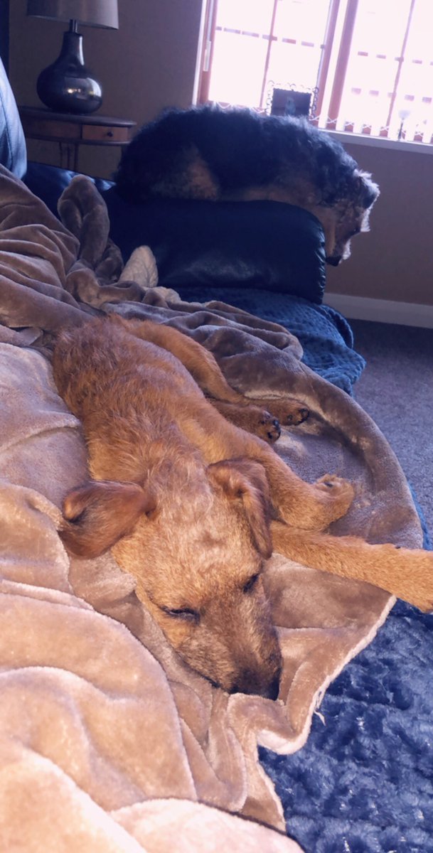 Ruby & Murphy 🐾 tweet media