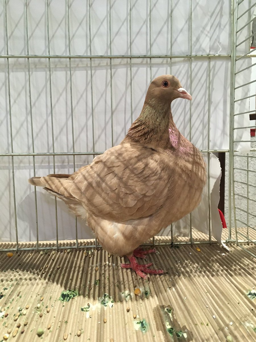 France 3 Perigords On Twitter Quelques Unes Des Creatures Exposees Au Salon Avicole De Perigueux Lapin Coq Oie Pigeon Elevage