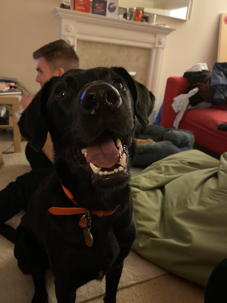 Jack_McCrossan's tweet photo. So Stevie joined us for a movie night yesterday, safe to say she was pretty excited https://t.co/ukHBdFlV4n