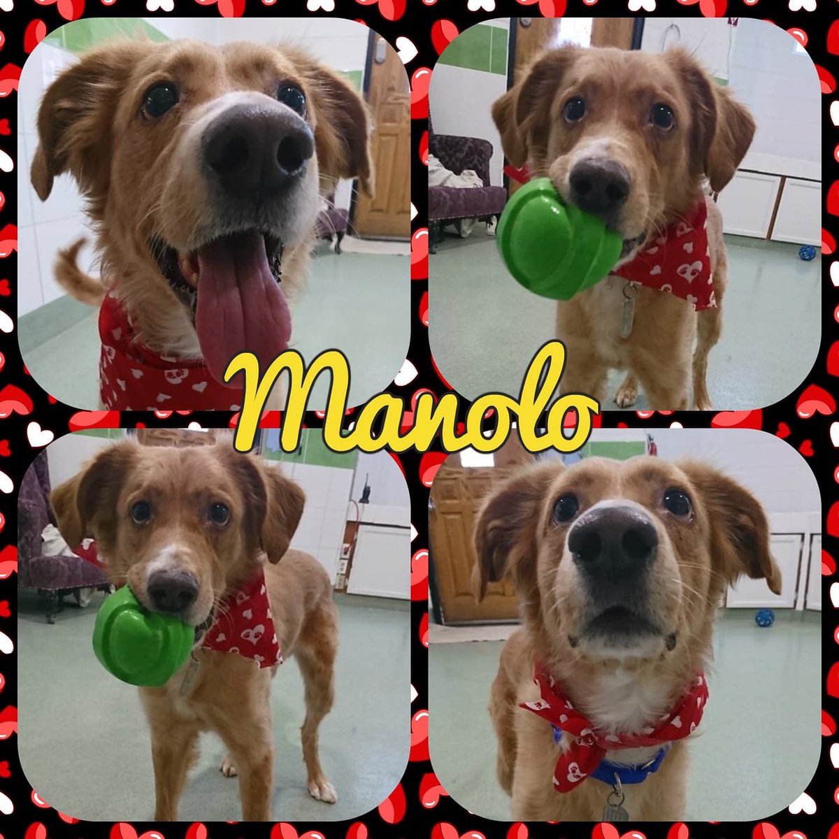 gllgina1's tweet photo. Manolo.. vivía en la calle en Hermosillo.. lo trasladé y resulta que se me escapó salto la barda.. dos días tardamos en volverlo atrapar al muy canijo .. hoy vive en Phoenix Az y ama los juguetitos 🐶🐾😘 #AdoptaNoCompres https://t.co/X8op4ob3W0