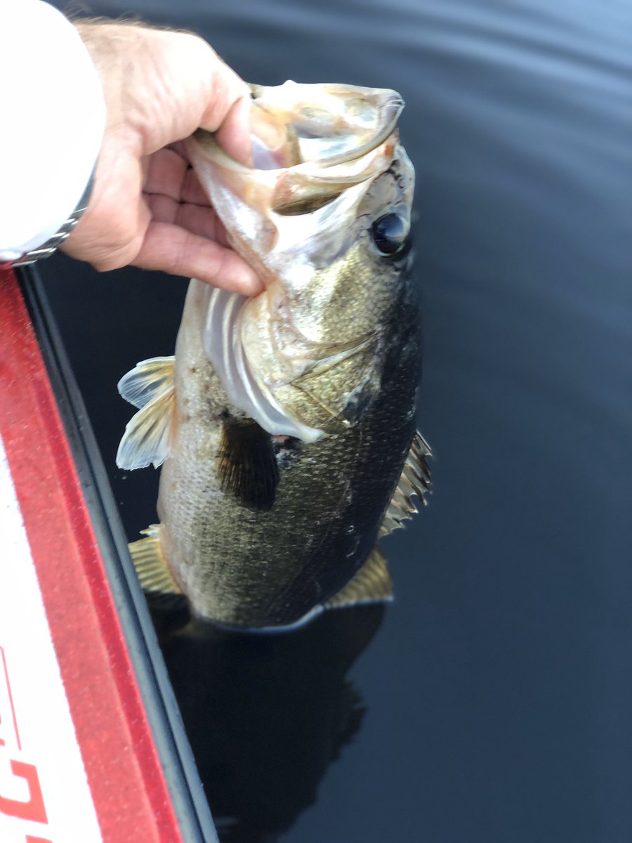 PSbassguide's tweet photo. Practicing for the Bassmaster Open, Day 1 of official practice. #bigeye #kissimmeechain 🌊#bassmaster #hawgall 🎣💫☝🏼 https://t.co/LmQDeaINLL