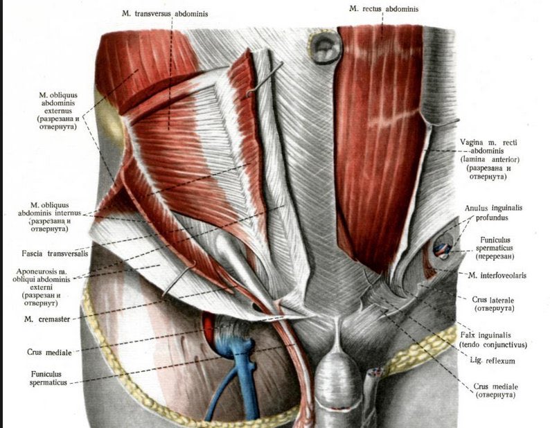 You probably saw it better in Jimin in his calvin kleins (real thirst hoes know which pic I mean lol). The v line is actually the inguinal channel which is built up by different compenents of the abdominal muscles and the i lnguinal ligament simply speaking. What the channel