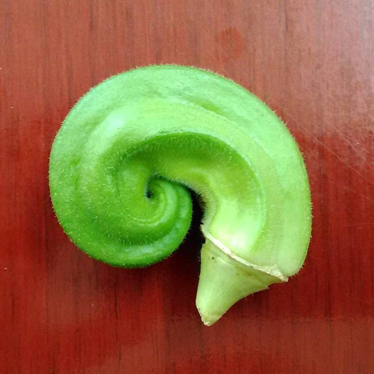 nfdwstd's tweet photo. Weet iemand wat dit is? In de winkel zul je โm niet vaak in deze vorm tegenkomen, maar hey - WE LOVE UGLY FRUIT ๐ฅ Dit is namelijk een bepaalde fruitsoort, en niet zoals zovelen denken, een groente! Rara wat is dit ๐ค๐ค #nofoodwasted #crypto #uglyfruit #perfectfruit https://t.co/ofzKho0ZVr