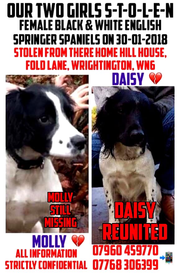 GG01 (@gelert01) on Twitter photo 📢#MOLLY #MOLLY where r you?📢
🛑#FoldLane #Wrightington #Wigan #WN6 area🛑
#MOLLY still missing 30/01/2018 #STOLEN with Daisy who was found on a rd btw #Newburgh & #Burscough 30/12/19
Have you👀seen👀#MOLLY? <a href="/BurscoughPriory/">Burscough Priory Academy</a> <a href="/BurscoughNews/">Burscough News</a> <a href="/farmburscough/">The Farm Burscough</a> <a href="/sjbburscough/">St John's Burscough</a> 📢#MOLLY #MOLLY where r you?📢
🛑#FoldLane #Wrightington #Wigan #WN6 area🛑
#MOLLY still missing 30/01/2018 #STOLEN with Daisy who was found on a rd btw #Newburgh & #Burscough 30/12/19
Have you👀seen👀#MOLLY? <a href="/BurscoughPriory/">Burscough Priory Academy</a> <a href="/BurscoughNews/">Burscough News</a> <a href="/farmburscough/">The Farm Burscough</a> <a href="/sjbburscough/">St John's Burscough</a>