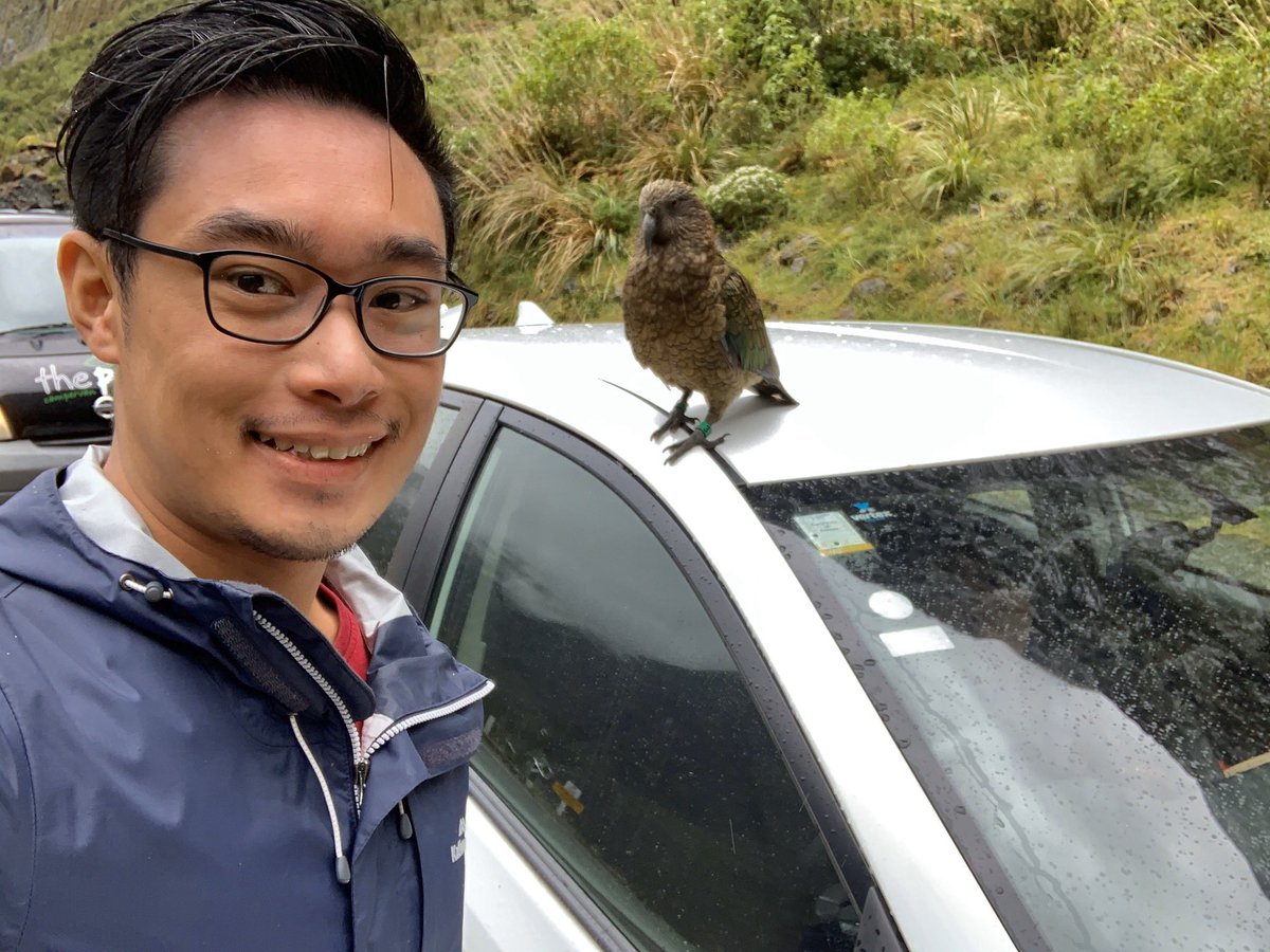 NicholasWuNZ's tweet photo. While waiting in the Alps, this cheeky little guy flew up and started ravaging our car. Any kea researchers know this individual based on the tags? #WIldNZ https://t.co/vw6iQUOpmj