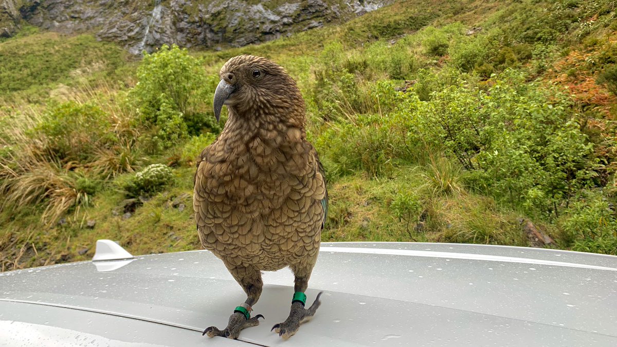 NicholasWuNZ's tweet photo. While waiting in the Alps, this cheeky little guy flew up and started ravaging our car. Any kea researchers know this individual based on the tags? #WIldNZ https://t.co/vw6iQUOpmj