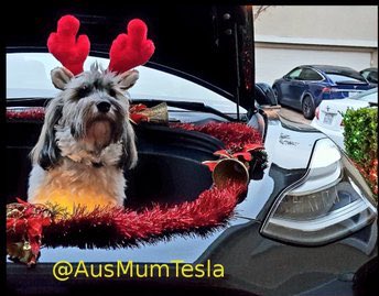 28delayslater's tweet photo. A VERY close vote but the victory is the day goes to @AusMumTesla for this winning #frunkpuppyfriday photo! Congrats! 🦌 🐶 ❤️ https://t.co/cb9CTfYH4G