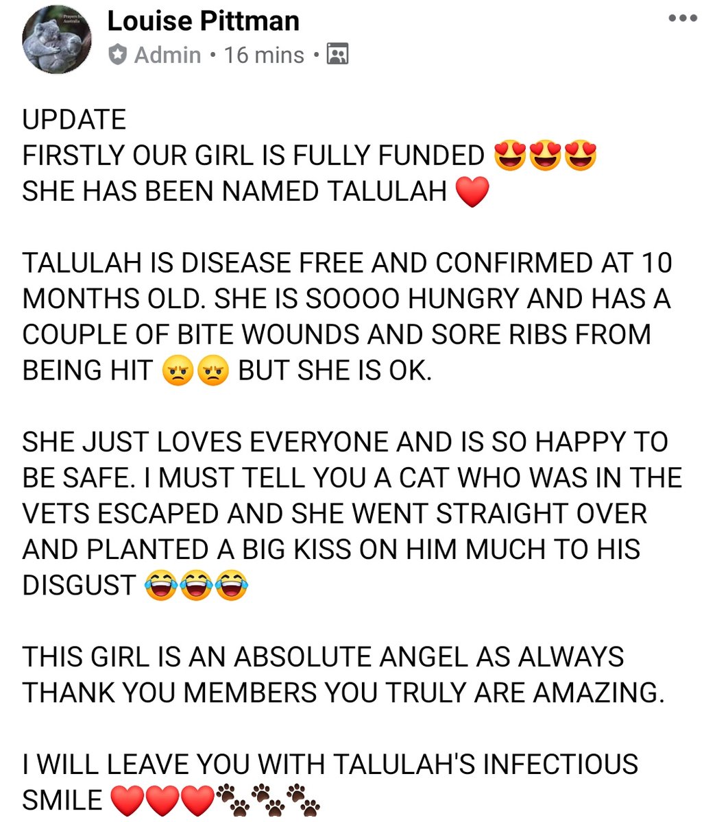 Second Chance Dog Rescue tweet media