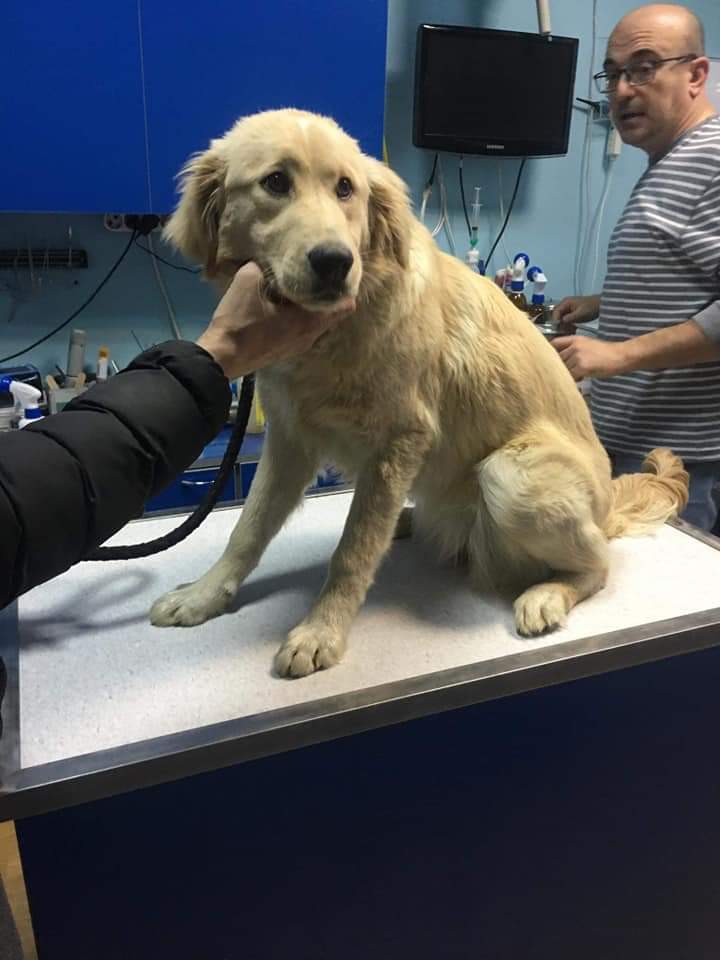 Second Chance Dog Rescue tweet media