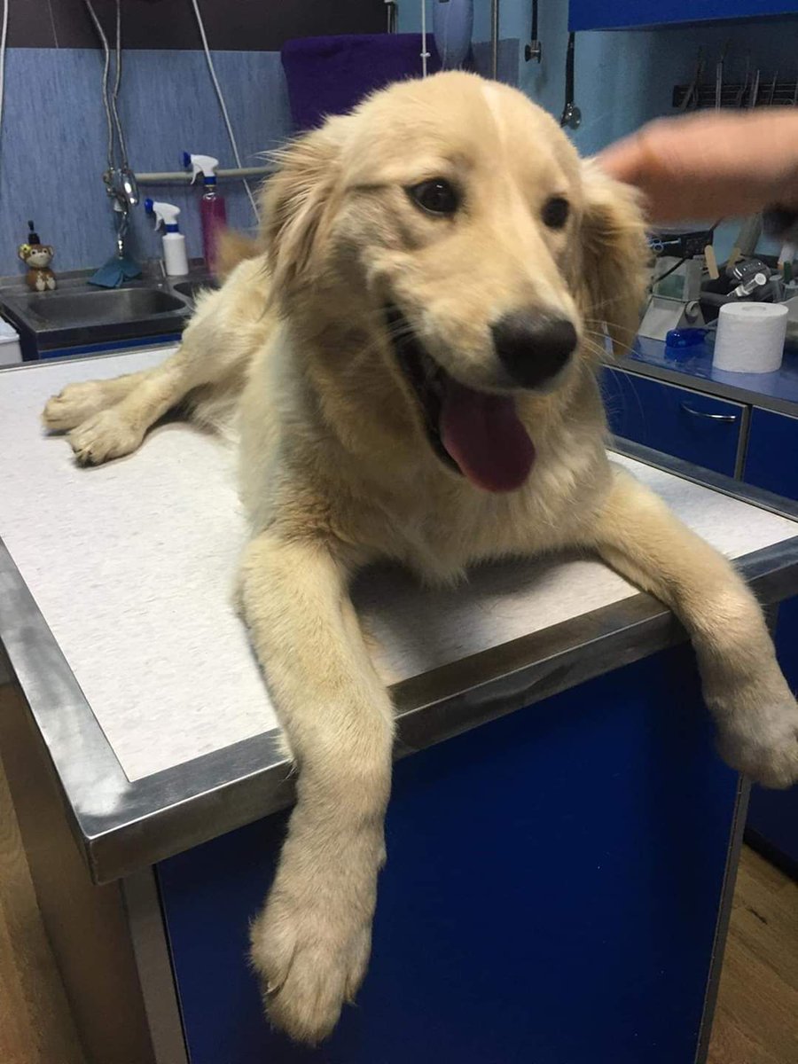 Second Chance Dog Rescue tweet media