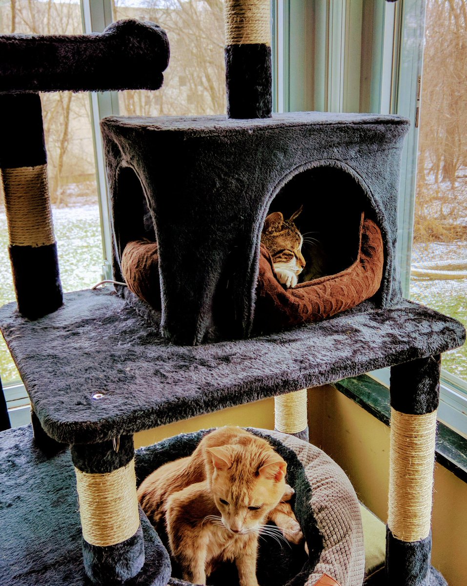 fang_lone's tweet photo. Hectic day. I overslept, and spent too long in bed. That means I was almost an hour late to my free range yoga nap in my cat relaxation mood enhancing isolation tower #FengShui #SeductiveSunday #ButtPlugs2020 #confusinghashtags https://t.co/nW8qHHSuEd