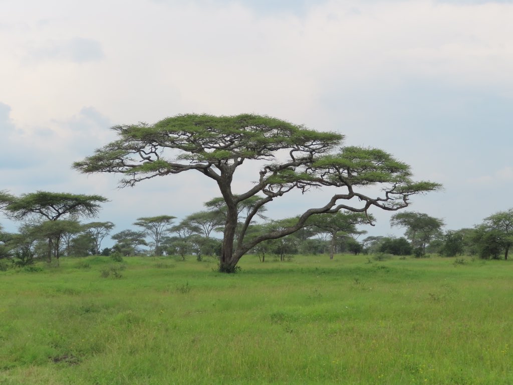 I’m not sure they’re ready to secure us dinner yet but they had pretty good shots! The Acacia tree: multiple species but all have thorns which keep the 🐘 from knocking them over &amp; keep the 🦒 happily fed. <a href="/MBilanchone/">Mischa Bilanchone she/her</a> <a href="/RondaCook1/">Ronda Cook</a> <a href="/mikewardian/">michael wardian</a> @mrpaparella #kwbpride #serengeti