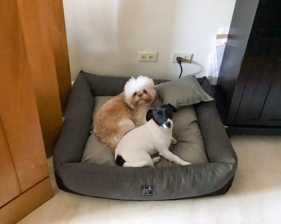 MyDoggoIsCrazy's tweet photo. #notguilty 🐶🐕 https://t.co/b56n3kr8dV