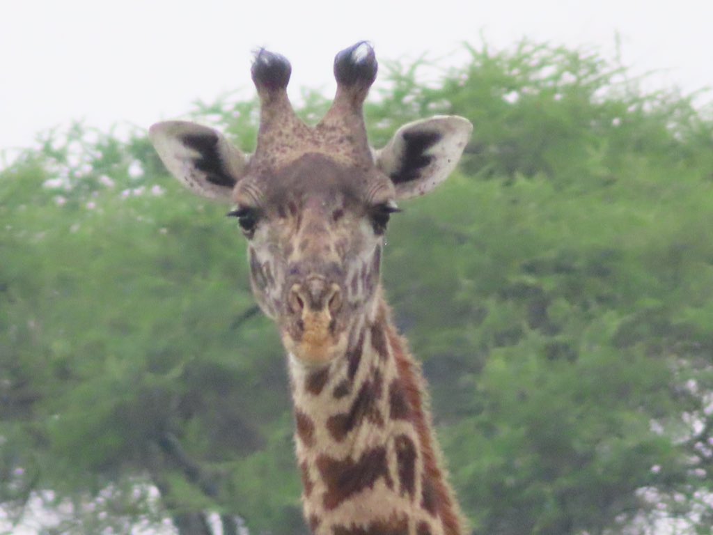 We learned today that giraffes have artery valves at the base of their jaw that regulate blood pressure, huge hearts work to get the blood UP but when they bend down to eat from a low bush the valve closes <a href="/MBilanchone/">Mischa Bilanchone she/her</a> <a href="/RondaCook1/">Ronda Cook</a> @mrpaparella <a href="/mikewardian/">michael wardian</a> #kwbpride