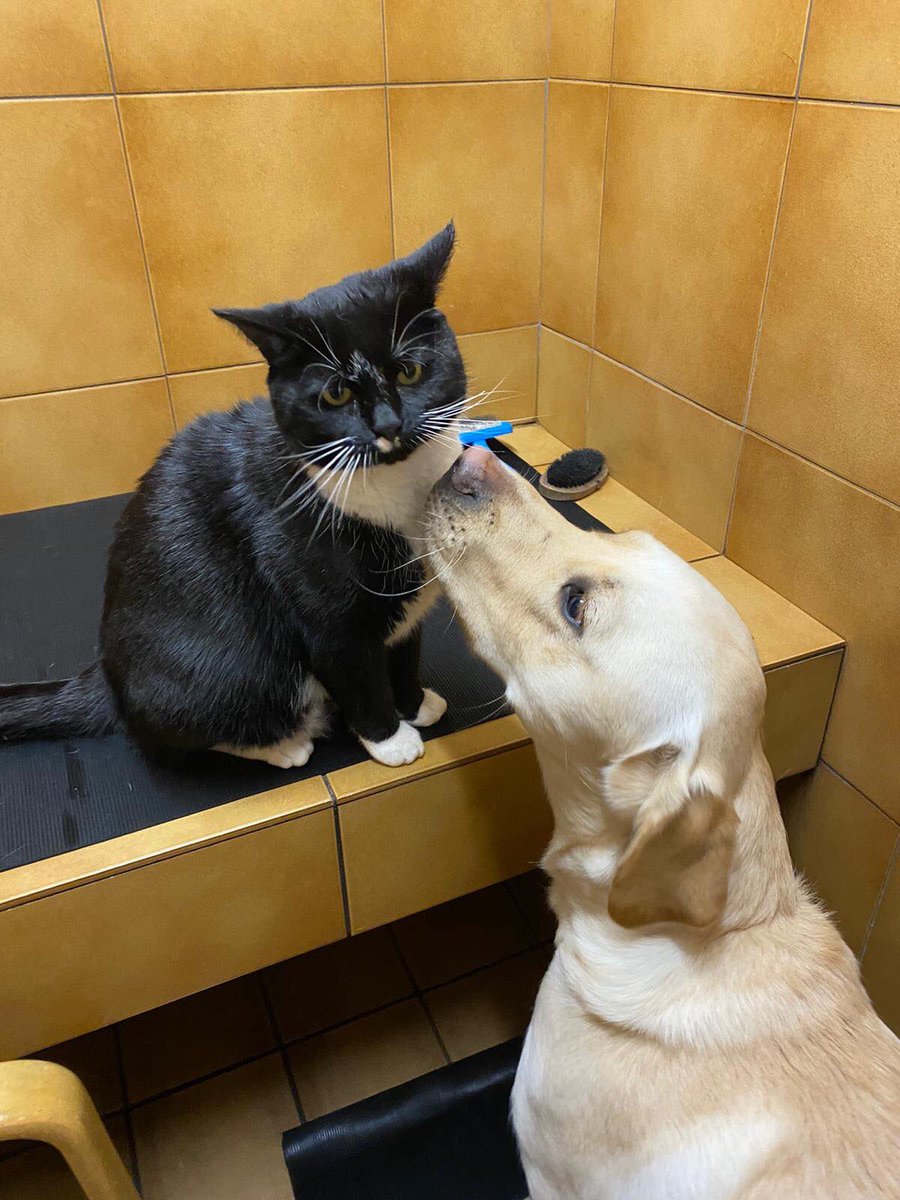 leamdogcare's tweet photo. Time for a groom - with Sylvester the Cat! 😻
Sylvester loves to join the dogs on the grooming table - and often sneaks into the training blocks and flies in to join them!
Here he is, along with trainee #GuideDogs Ivan, Voss & Captain.
#cat #dog #guidecat #dogsoftwitter https://t.co/lVyqkRRwIq