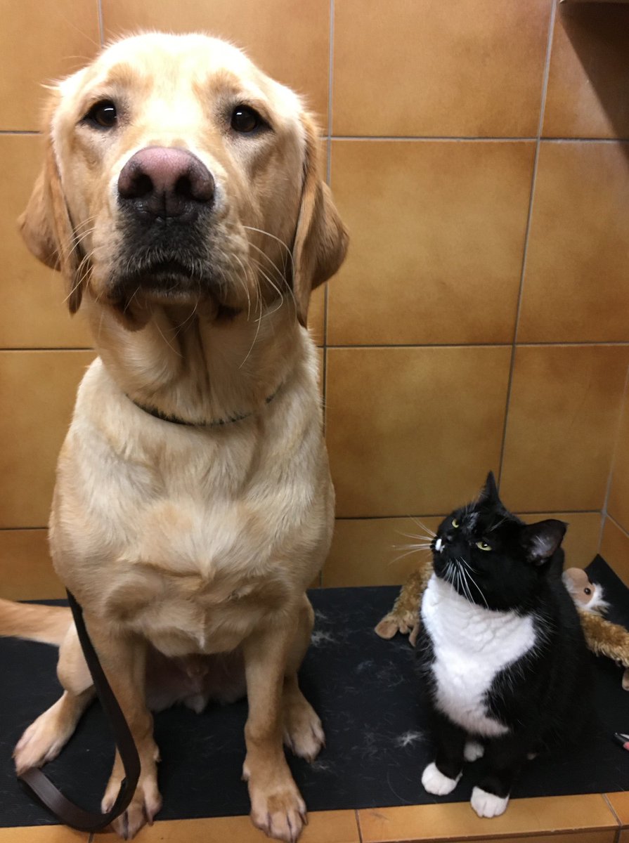 leamdogcare's tweet photo. Time for a groom - with Sylvester the Cat! 😻
Sylvester loves to join the dogs on the grooming table - and often sneaks into the training blocks and flies in to join them!
Here he is, along with trainee #GuideDogs Ivan, Voss & Captain.
#cat #dog #guidecat #dogsoftwitter https://t.co/lVyqkRRwIq