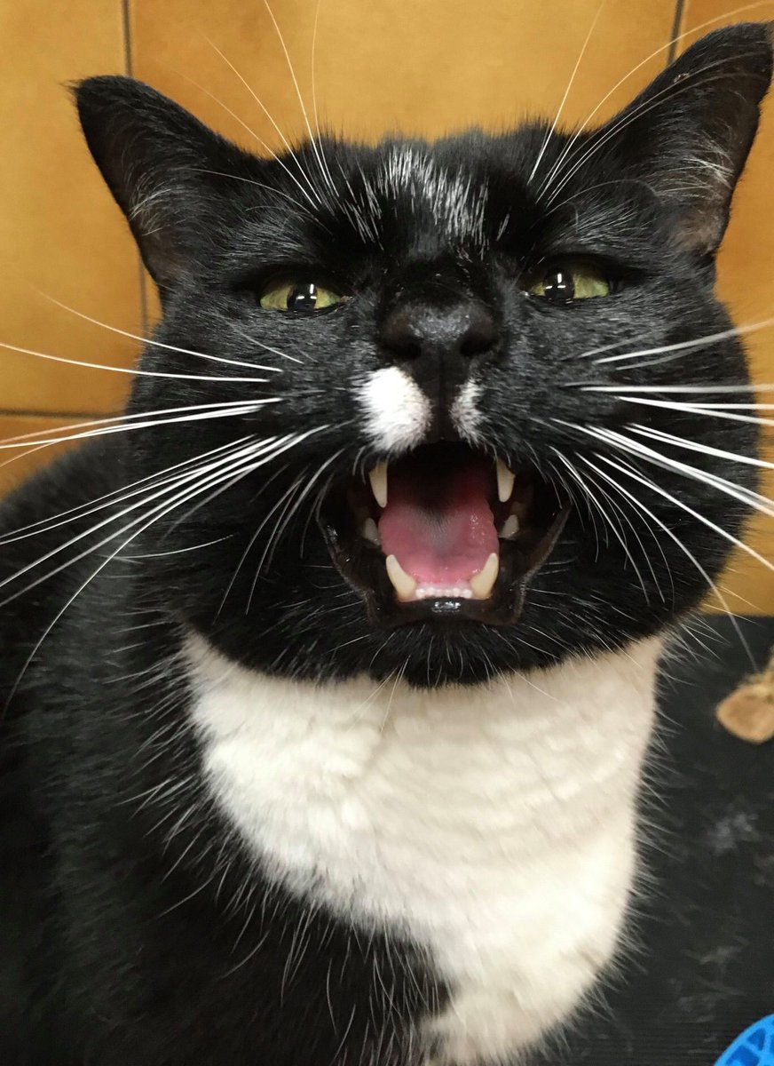 leamdogcare's tweet photo. Time for a groom - with Sylvester the Cat! 😻
Sylvester loves to join the dogs on the grooming table - and often sneaks into the training blocks and flies in to join them!
Here he is, along with trainee #GuideDogs Ivan, Voss & Captain.
#cat #dog #guidecat #dogsoftwitter https://t.co/lVyqkRRwIq
