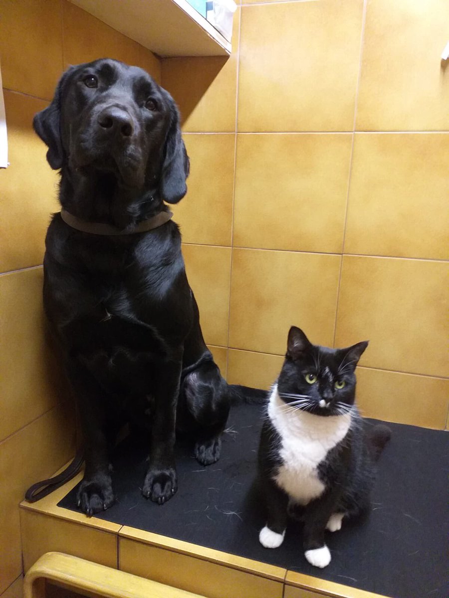 leamdogcare's tweet photo. Time for a groom - with Sylvester the Cat! 😻
Sylvester loves to join the dogs on the grooming table - and often sneaks into the training blocks and flies in to join them!
Here he is, along with trainee #GuideDogs Ivan, Voss & Captain.
#cat #dog #guidecat #dogsoftwitter https://t.co/lVyqkRRwIq
