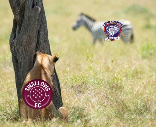 Moroka_Swallows's tweet photo. #MorokaSwallows
#DubeBirds
#WhoLetTheBirdsOut
#GladAfricaChampionship
#Bahwiti
#In2technologies
#StadiumManagementSA https://t.co/4Ux4sBrb0u
