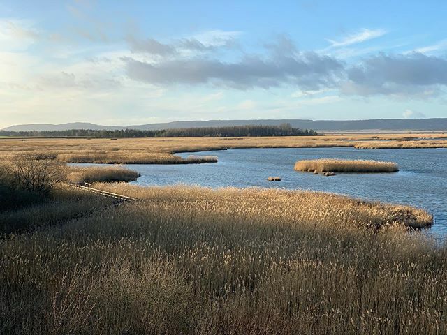 Tåkern idag #nofilter ift.tt/3a3mYj2