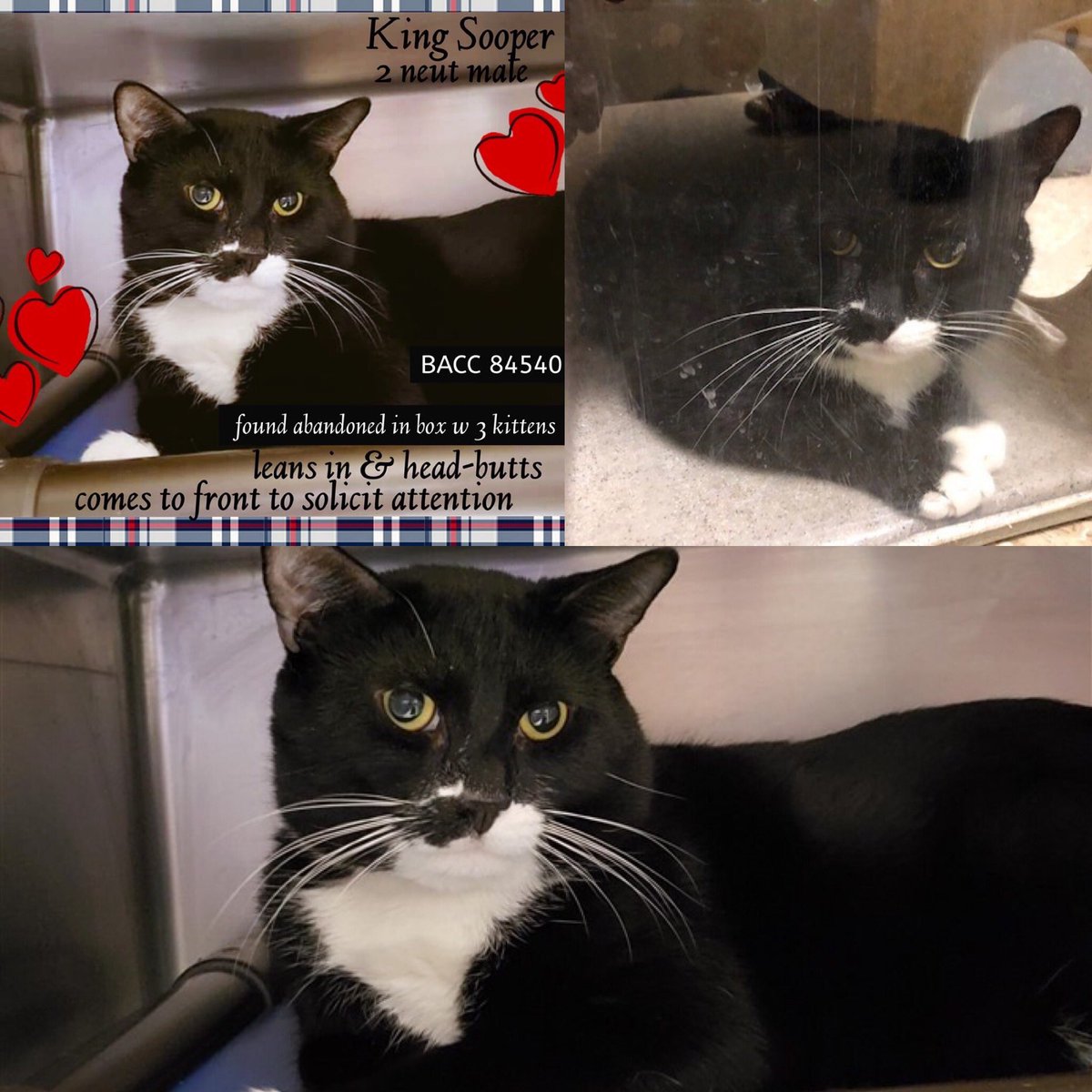 Kimberlykokourt's tweet photo. These beautiful #cats still need a placement! #Raven: #ID83019! #KingSooper: #ID84540! #Hailey: #ID85131! May be put back on the #atrisklist tonight at the #NYCACC @NYCACC shelter! #CatsOfTwitter! #DeathRow! #CodeRed! #SaveUs! #WeCare! #WeWantToLive! #Adopt! #Foster! #Pledges! https://t.co/B58L3HPlfg