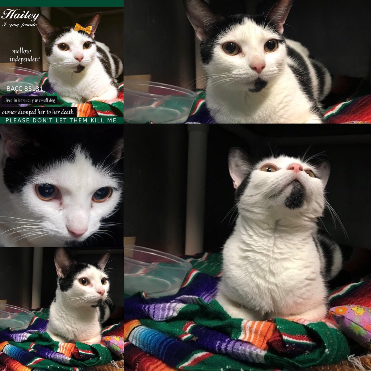 Kimberlykokourt's tweet photo. These beautiful #cats still need a placement! #Raven: #ID83019! #KingSooper: #ID84540! #Hailey: #ID85131! May be put back on the #atrisklist tonight at the #NYCACC @NYCACC shelter! #CatsOfTwitter! #DeathRow! #CodeRed! #SaveUs! #WeCare! #WeWantToLive! #Adopt! #Foster! #Pledges! https://t.co/B58L3HPlfg