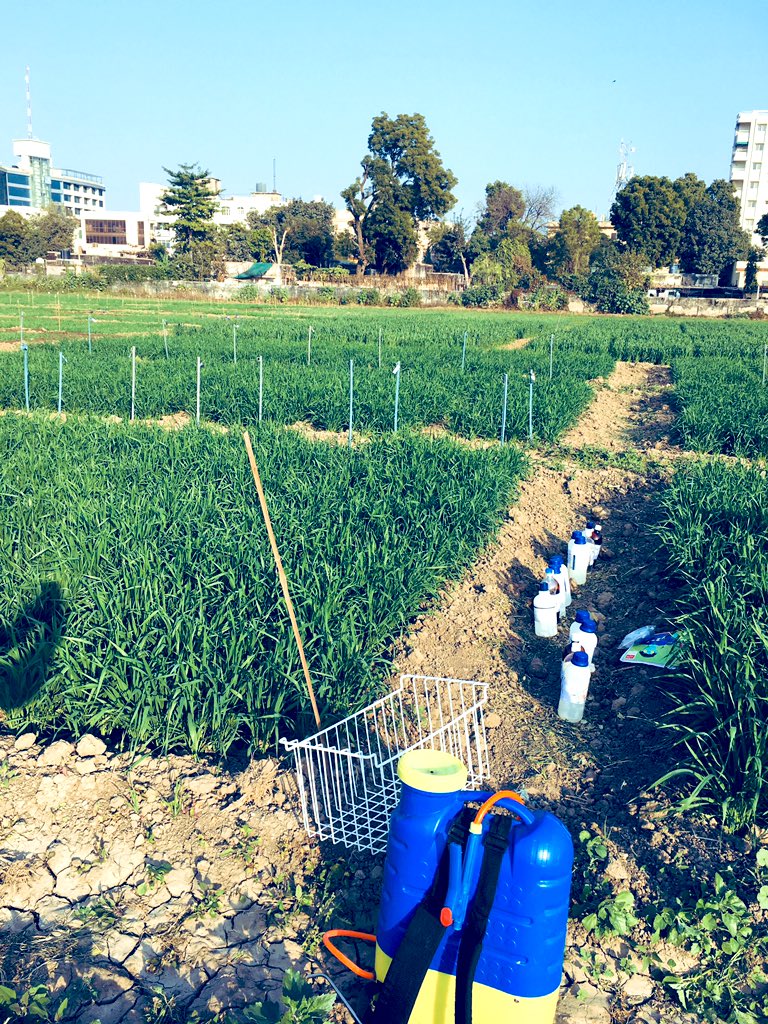 Dr.Vinod Saharan (@nanoagriculture) on Twitter photo Crafting canvas in #wheat ...our most awaited event in a year #nanoagri #input #product
<a href="/DrUrmilasoil/">Dr Urmila Dhayal Dhankhar</a> @Deepa26836653 <a href="/RenuSwarup/">Dr. Renu Swarup</a> <a href="/DBTIndia/">Department of Biotechnology</a> <a href="/IndiaDST/">DSTIndia</a> <a href="/icarindia/">Indian Council of Agricultural Research.</a> <a href="/CIMMYT/">CIMMYT</a> <a href="/EnablingNew/">Neeraj Kathuria</a> @IFDCnews <a href="/AdamaAgri/">ADAMA Ltd.</a> Crafting canvas in #wheat ...our most awaited event in a year #nanoagri #input #product
<a href="/DrUrmilasoil/">Dr Urmila Dhayal Dhankhar</a> @Deepa26836653 <a href="/RenuSwarup/">Dr. Renu Swarup</a> <a href="/DBTIndia/">Department of Biotechnology</a> <a href="/IndiaDST/">DSTIndia</a> <a href="/icarindia/">Indian Council of Agricultural Research.</a> <a href="/CIMMYT/">CIMMYT</a> <a href="/EnablingNew/">Neeraj Kathuria</a> @IFDCnews <a href="/AdamaAgri/">ADAMA Ltd.</a>