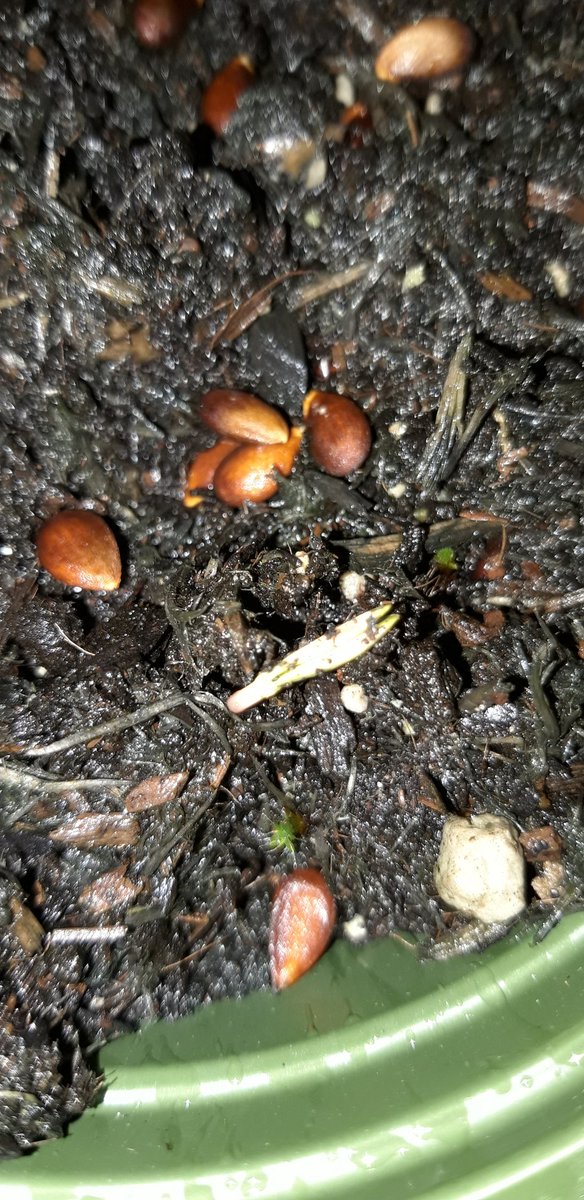 Another apple seed beginning to sprout #foodforest #permaculture #trees #guerillaplanting #dosomething #environment #woodland #wildlife #nature 💚