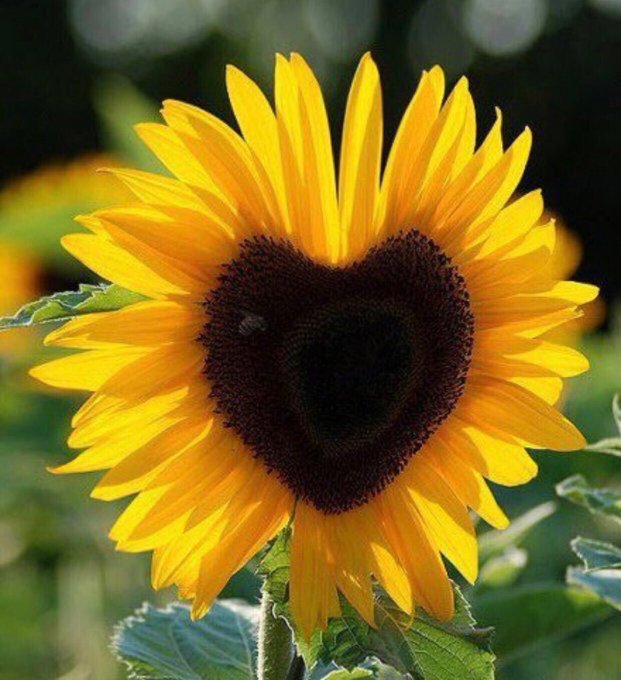 mar_de_sirena's tweet photo. @HotmaiBill @superjuarez93_ @satishc36366576 @bynsny @jack @HindiZahra @ianbremmer @theweeknd @BabydoBrasil @rihanna @piso21music @TiffanyAndCo @WarrenBuffett @petshopboys #Gratitude🙏Writer✍️
#MusicIsHealth❤️

Oi🌏🌍🌎Mundos🌎🌍🌏May WE Live
#TheWholeNOTTheHole🤔
#LessEgoMoreEco🌳#PlantATree

#Smiles Y #Lightness🙌Pessoas!
Such a Stunning ToDay here🌞🌧️just missing my beloved snow❄️

#Dance with #Peace🙌#BeAction!

#BebelGilberto🎵Far From The Sea https://t.co/InuqObbbvg