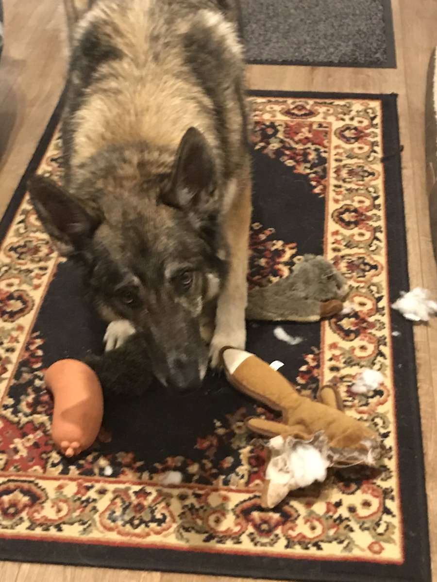 verdant_yard's tweet photo. The Texas Toy Massacre https://t.co/6Pjw1Gfvhd