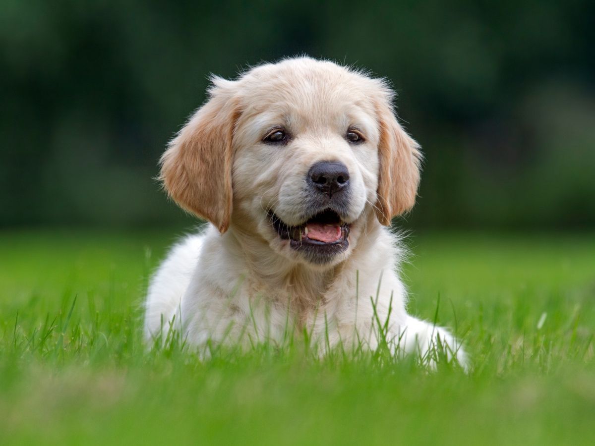 DoodCrew's tweet image. Golden Retrievers Poodles &amp;amp; Cocker Spaniels made the list. we have all 3 in r Dood Crew (golden doodles &amp;amp; labradoodles).  The most popular dog breeds of 2019, according to Google buff.ly/2Ni8l1z #goldendoodle #dogs #populardogs #pets #cockerspaniel #labradoodle #poodle