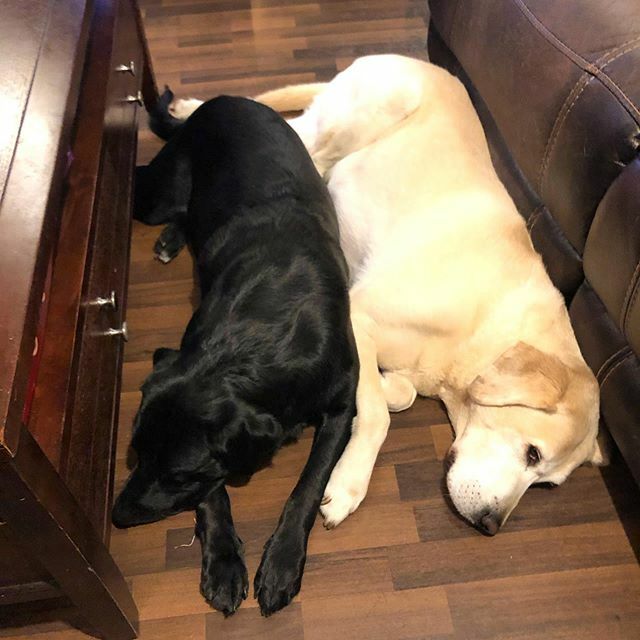 CherylBoglioli's tweet photo. These boys have to be right next to each other all the time as well as right under my feet ...but I love them. It’s so odd being the only girl in the house now that we’re empty nesters. .
.
#livingtheartlife #studiolabs #studiopups #lablovers #aussiedora… https://t.co/5XZ2piq1OJ https://t.co/XxX2XAzzaD