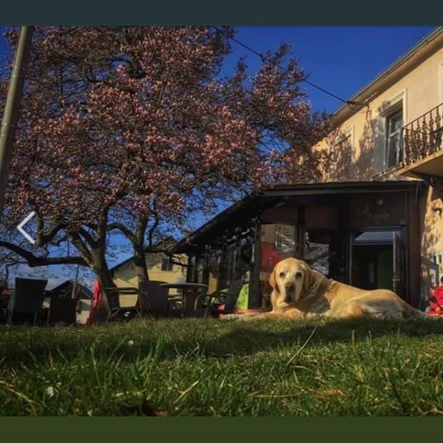 simonakuzner1's tweet photo. @simonakuzner1 
   #rogatec
  #tej
           #labrador https://t.co/CkV7nQRb6u