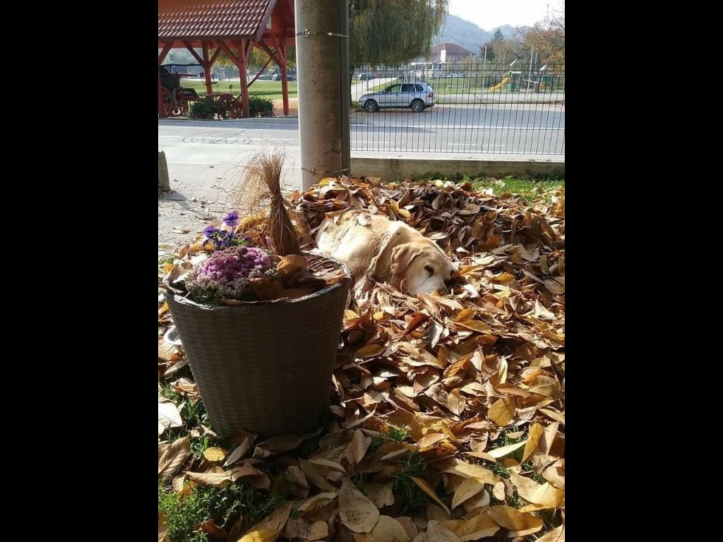 simonakuzner1's tweet photo. @simonakuzner1 
   #rogatec
  #tej
           #labrador https://t.co/CkV7nQRb6u