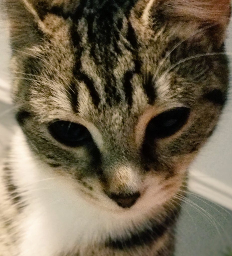 Lau_8c's tweet photo. #PerfectionIn4Words This naughty little fffffeline https://t.co/vNfazCGRSF
