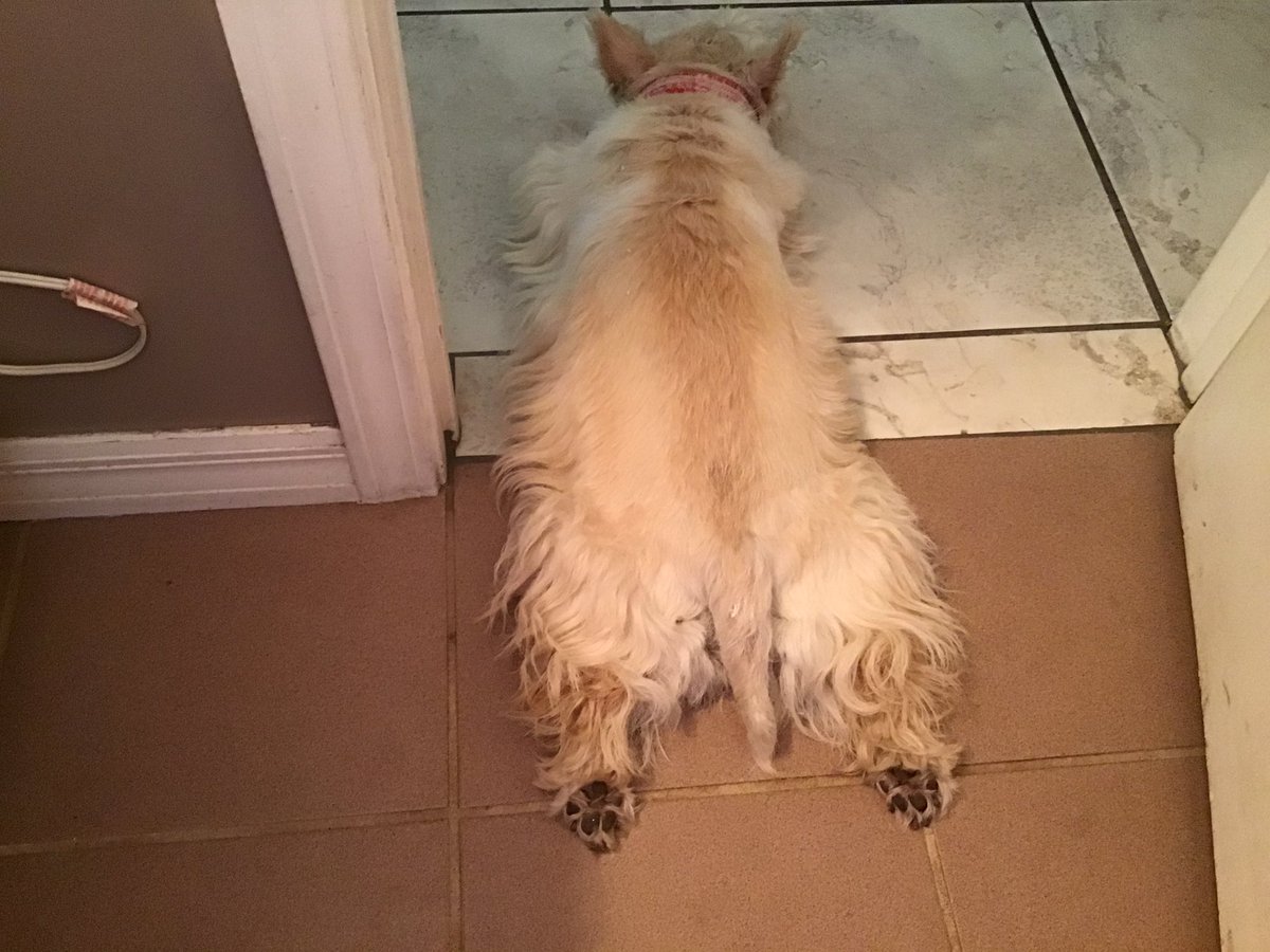 JagersJourney's tweet photo. I got the door covered for you mom lol #DogsofTwittter #chewy #SundayFunday #dogcelebration #igotthis #shameless #chewy #nutrish @AnnaCurtis_PSU @Chewy @JagersJourney @dogcelebration https://t.co/6Oz7sh4xpn