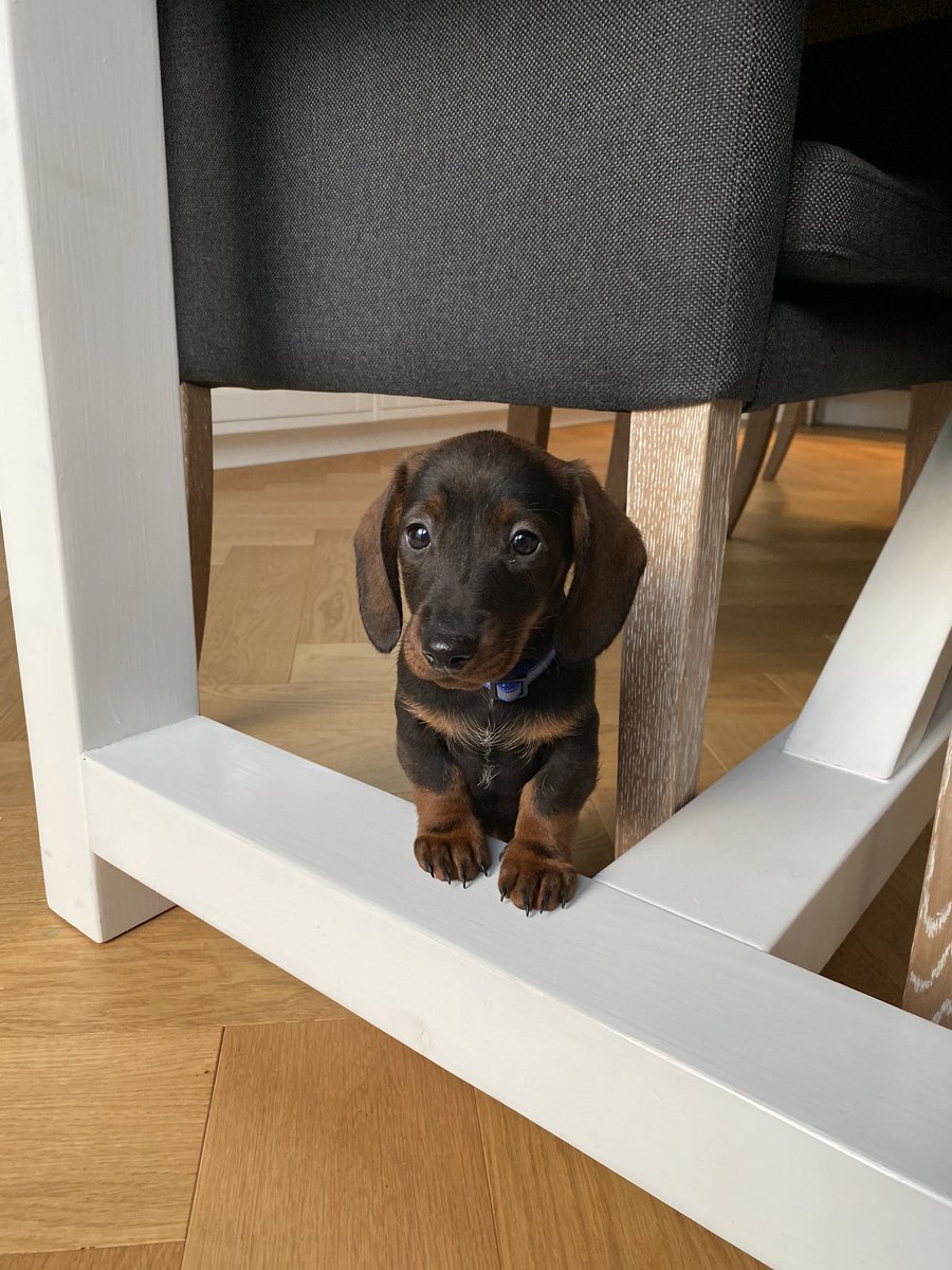 plintxl's tweet photo. Dit onze onze Joep, 9 weken #Teckel. https://t.co/BYWOaxuXOz
