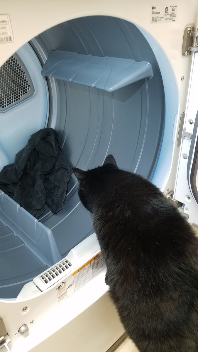 BestCatArwyn's tweet photo. Just helping the hoomans do their laundry.
#weekend #chores #bestcat #ihelps https://t.co/PY5KpMjYiY
