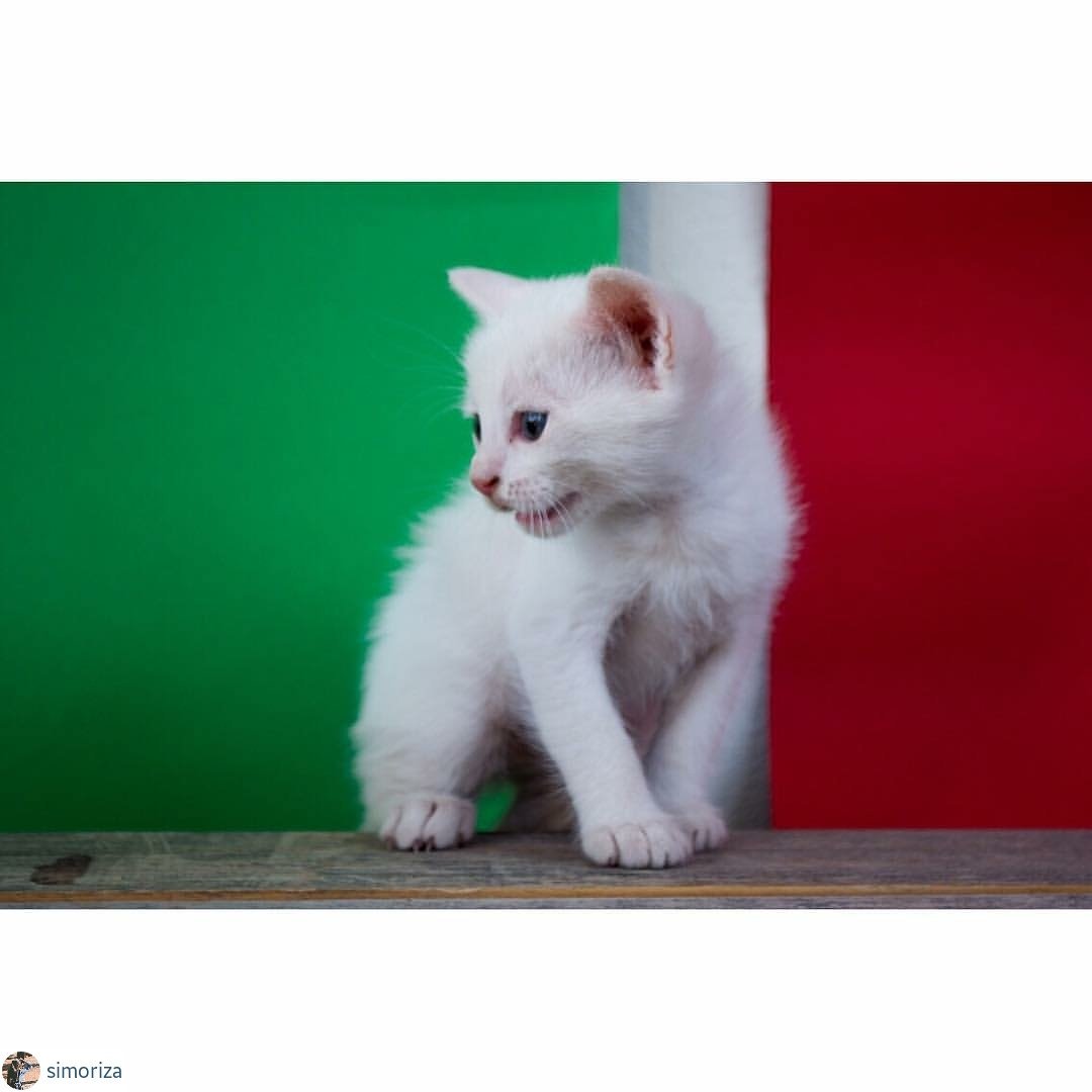 libyanphoto's tweet photo. https://t.co/IY8DJMc0VS