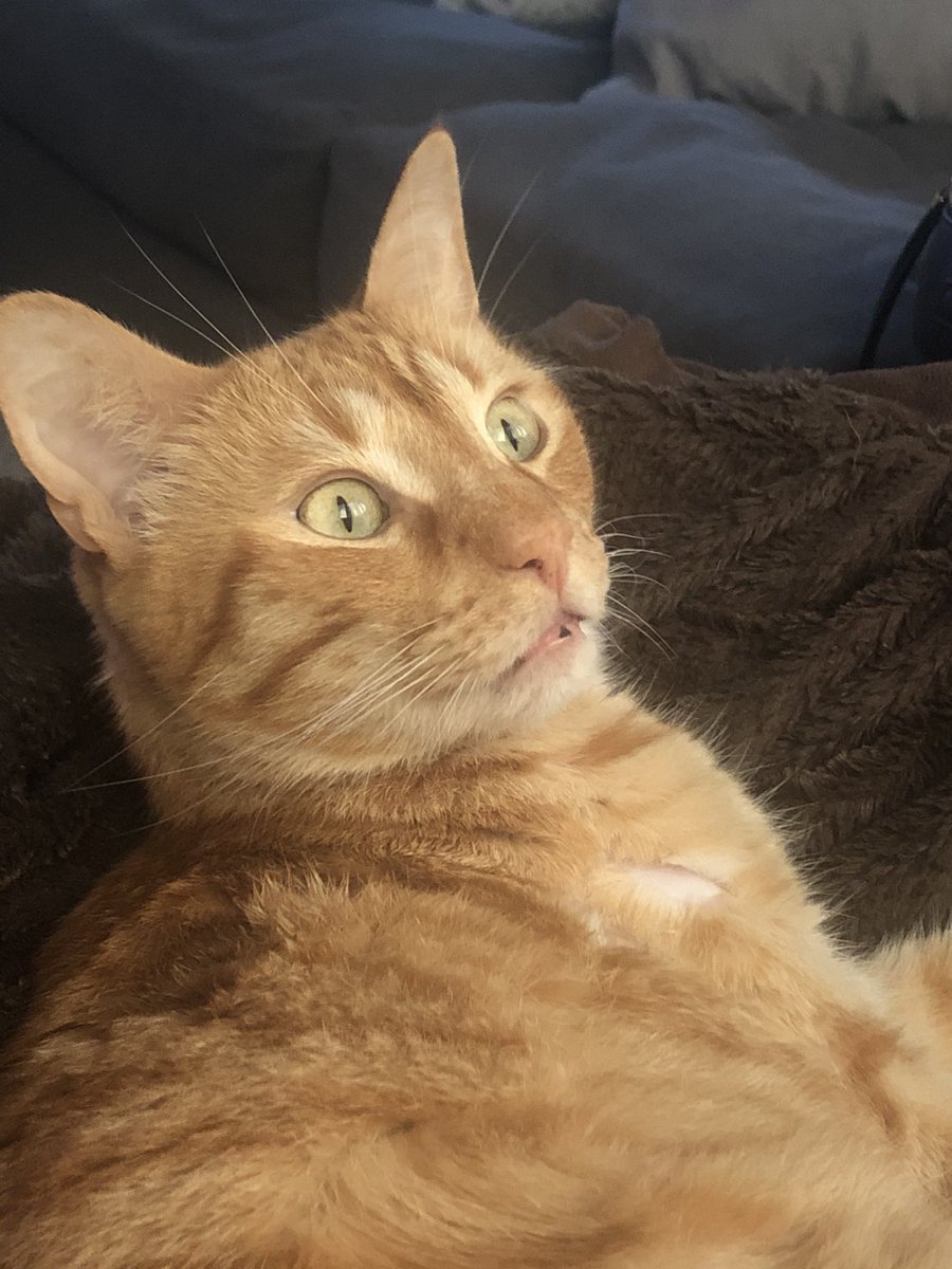 Stephy703's tweet photo. When #lead4ward is coming to your school tomorrow... on a Monday. #lobitleads 👩🏼‍🏫🐊 Brandon made the purrfect meme face. https://t.co/29nZMkodvg