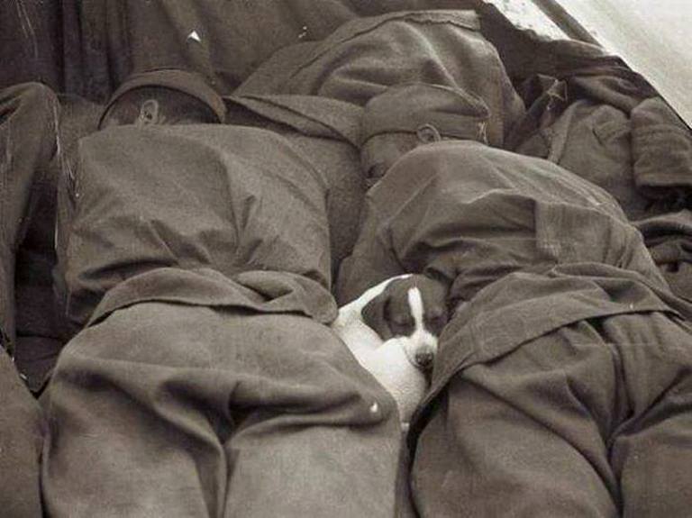 A puppy sleeping between two Russian soldiers in Prague, 1945